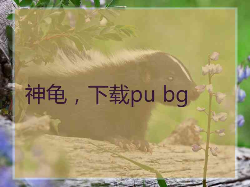 神龟，下载pu bg